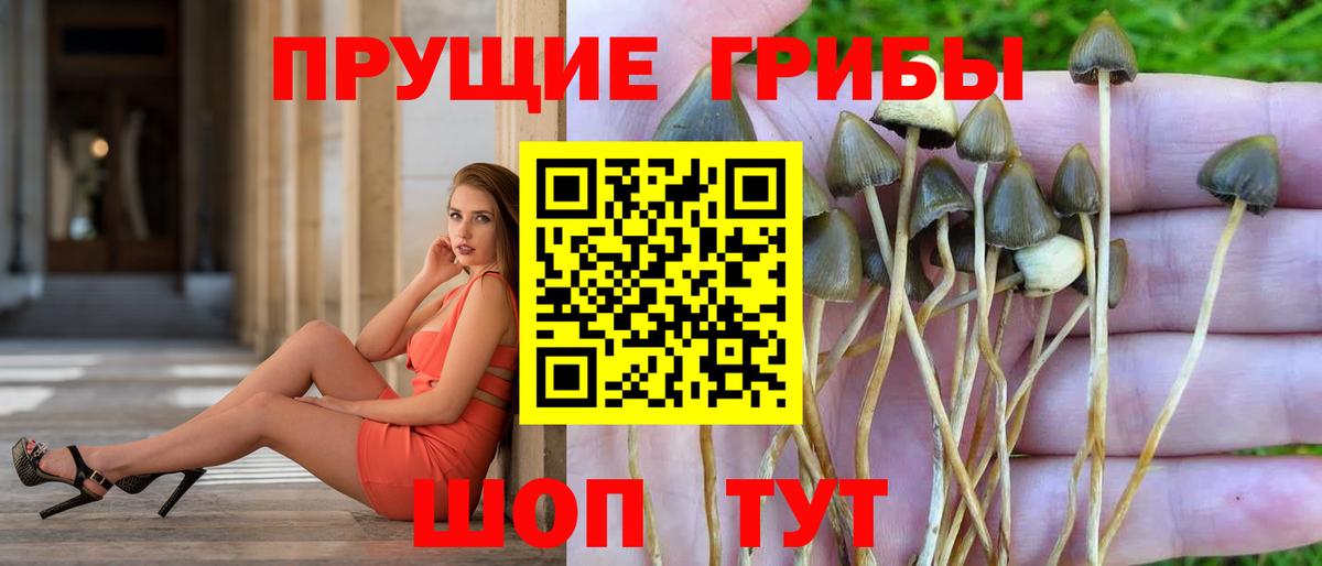 Псилоцибиновые грибы Psilocybine cubensis  Вход с VPN  закладки  Псилоцибиновые грибы Psilocybe  Александров 